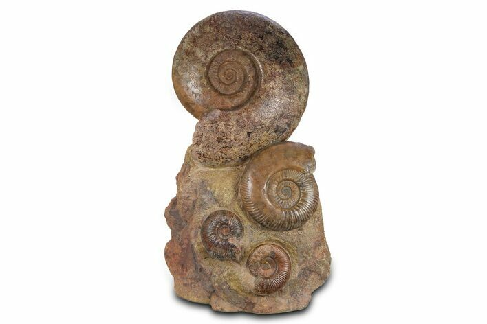 Tall Jurassic Ammonite (Hammatoceras) Display - France #381121